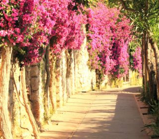 Beautiful narrow stone alley with tropical plants and bright red flowers in summer at resort of Italy in Europe