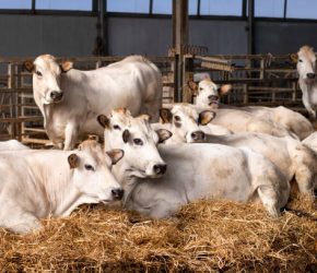 White Fassona piedmontese breed cows in the stable