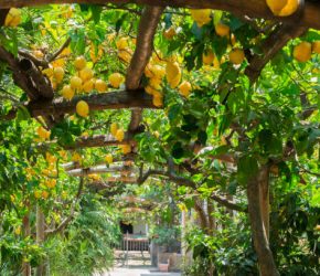 Fruits in Lemon garden of Sorrento at summer